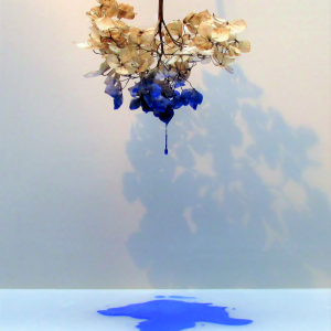 Hortensia in blue 1 ste prijs Fotoclub Twente Hortensia in blue 1 ste prijs Fotoclub Twente