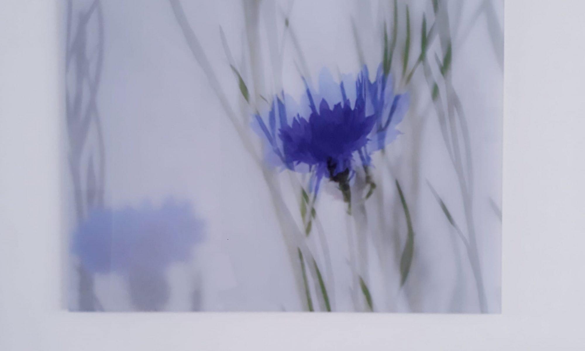 Korenbloem double exposure